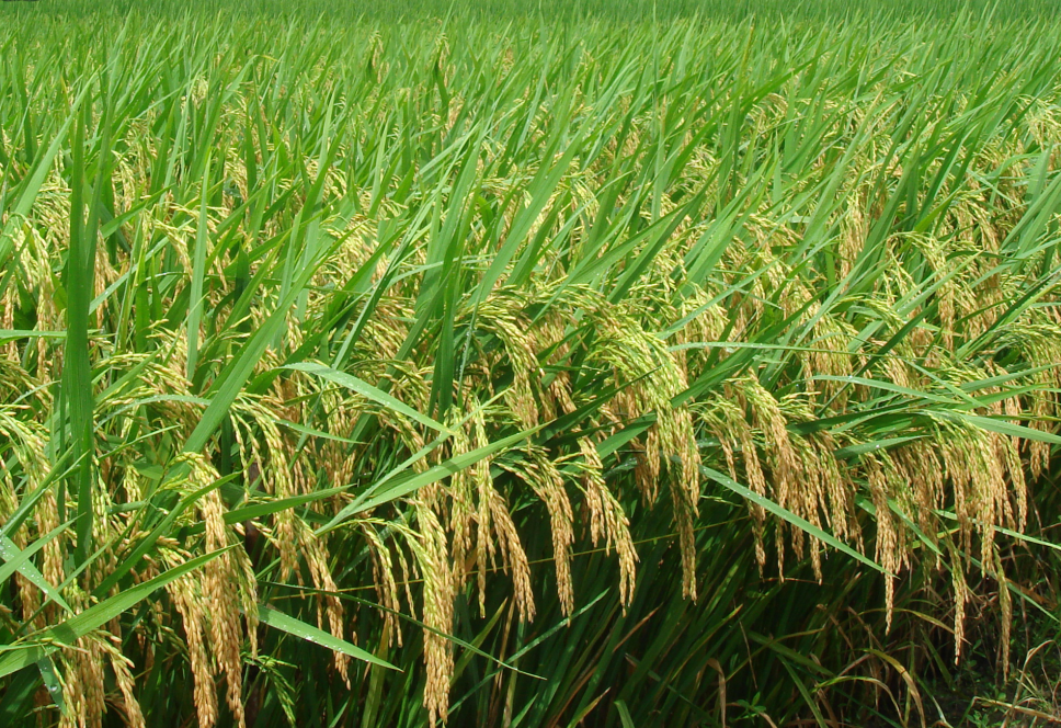 銀兩優8512.png 銀兩優8512.png