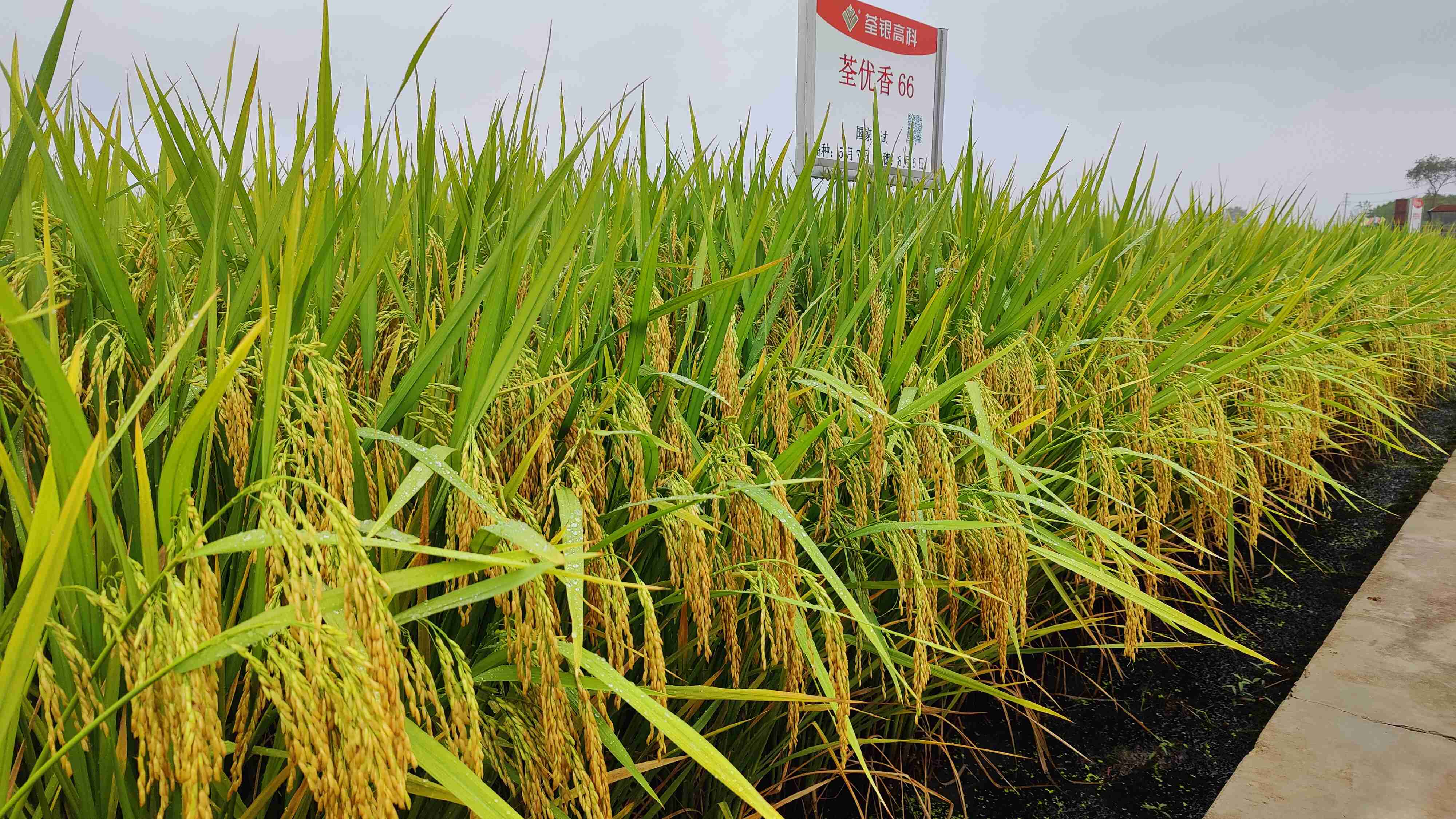 荃優香66-5.jpg 荃優香66-5.jpg